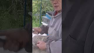 Как сделать отводок? Безрасплодные отводки. Подсадка маток. #анатолийстрелец