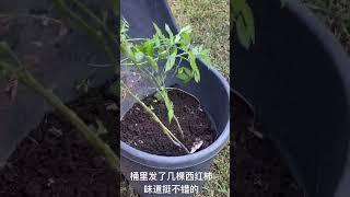 菜园里养大的孩子