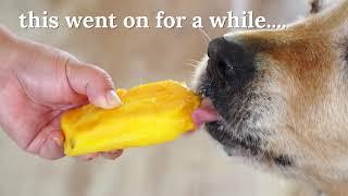 Dozer the golden retriever dog eating mango