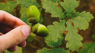 Collecting Acorns for Seed - How to grow white oak trees