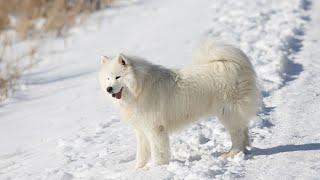 Training Your Samoyed for Flyball: Tips and Tricks for Success!