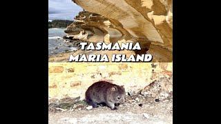 Place must visit in Tasmania Itinerary 塔斯马尼亚州 Day 4 - Maria Island (玛丽亚岛)