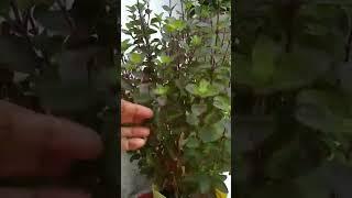 Tulsi ji ke Patte Kaise Tode #tulsi #plants