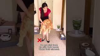 How to properly pick up a cat! V2 and not offend it!  #shorts #catlover