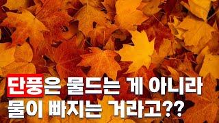 단풍은 물드는 게 아니라 물이 빠지는 거라고?? 단풍의 원리