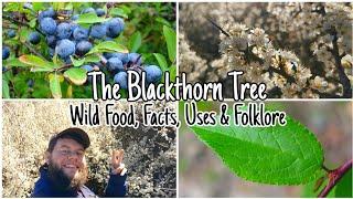 The Blackthorn Tree: Wild Food, Facts, Uses & Folklore 