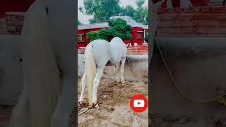 #Al Murtajiz Hussani۴ Horse club of Pakistan #