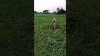 Animal Verse Gadu eating grass #cowvideos #cowcows #animals