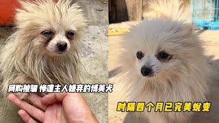 博美犬網購翻車遭主人狠心拋弃虐待，獲救四個月見證它的驚豔蛻變