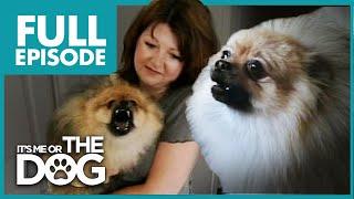 Monster Pomeranian: Teddy Pom-Pom | Full Episode | It's Me or the Dog