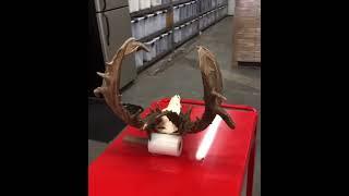 The Julian buck  killed in 2016 by Brad Julian. It officially scored 223” gross, and 216 1/8” Net