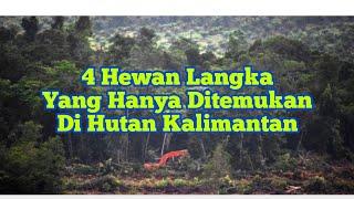 Hewan Langka Yang Hanya Ditemukan Di Hutan Kalimantan