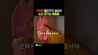 절대 주인을 깨워선 안돼ㄷㄷㄷ