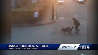 People attacked by dogs on Halloween night in Tarentum