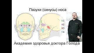 Пазухи носа - их строение, предназначение и болезни