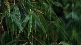 【Hi-Res lossless sound quality】The soothing sound of rain in the bamboo forest, relax and sleep