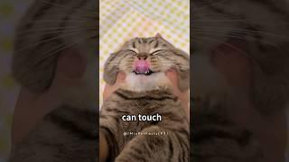 3 SecretsYour Cat'll STOP Resisting You #facts