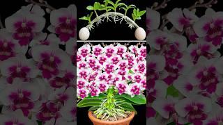 Do it now so that the orchid grows roots and new leaves immediately.