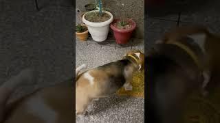 What should I do,I have to take care of everything.]#dog #cute #beagle #animals #india