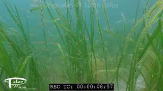 Juvenile tubesnouts Aulorhynchus flavidus in eelgrass 4K underwater stock footage