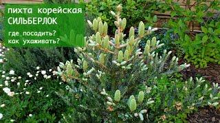 Пихта корейская (лат. Abies koreana) Silberlocke Horstmann`s