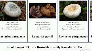 List of Fungus of Order Russulales Family Russulaceae Part 2. lactarius indigo sect turpis griseus