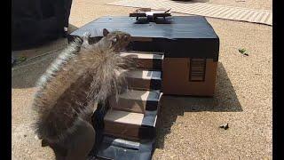 Mellie the Chipmunk - Grandpa Squirrel examines cardboard temple.