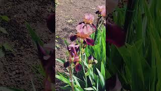ирисы сортовые #деревня #garden #4k #дача #огород