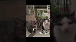 #猫meme小剧场 #猫meme #猫meme搞笑剧情 #猫meme剧场