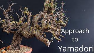 Pre bonsai care | approach to yamadori