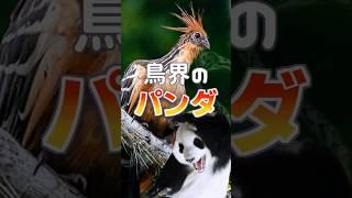 【雑学】鳥界のパンダ、色々失う #shorts