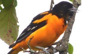 Baltimore Oriole Bird Call / Song / Sounds