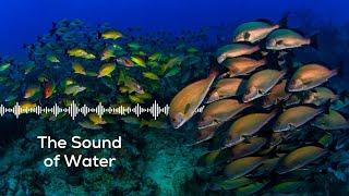 Marine Bioacoustics: The Sound of Water