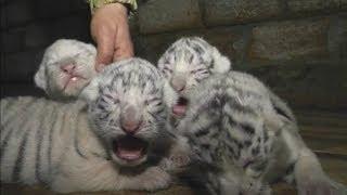Cute! Four rare white Bengal tiger cubs born at Yalta Zoo