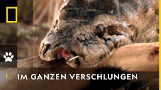 Python verschlingt Springbock! | Die gefährlichsten Raubtiere der Welt