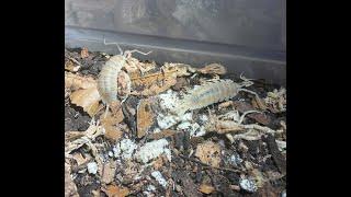 #10. Porcellio hoffmannseggi ALBINO