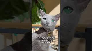 Charming & Elegant: The Russian Blue Cat