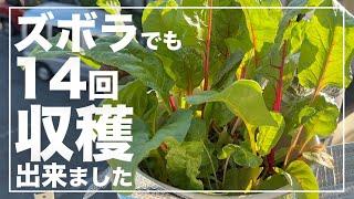 【1年中育てられる】スイスチャードを植木鉢で水耕栽培したらほとんど放置でたくさん収穫出来た！秋冬家庭菜園おすすめ！