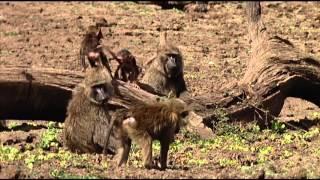 Animals Like Us : Animal Play - Wildlife Documentary