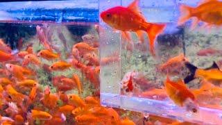 Buying New Pet Goldfish at Petsmart