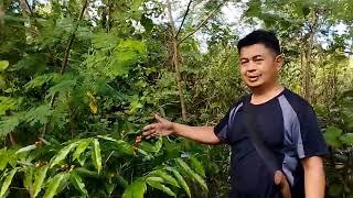 Advantage of cumingiana species | Kuya Jun