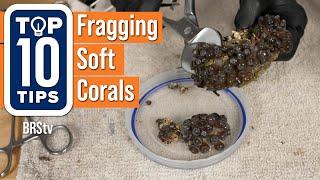 Top 10 Tips for Successfully Fragging Soft Corals, Zoanthids, Leathers, Mushrooms and More!