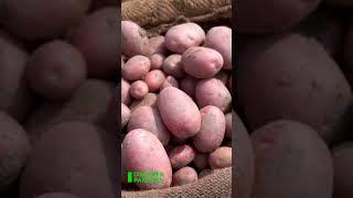 How Potatoes Are Grown??                             #ytshorts #kissankapakistan #DiscoverPakistan