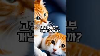 고양이 부부 개념이 있을까? 고양이 부부 평생 해로 가능할까? Shorts.