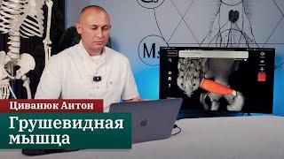 Анатомия костно-мышечной системы ▶️ Грушевидная мышца. Циванюк А.В.