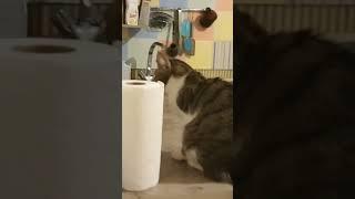 Она думала что мы уехала#shorts #tiktok #foryou #москва #тренды #кошка#животные #animals #cat #reels