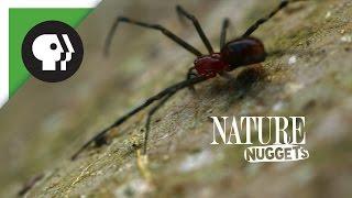 Spiders At Work | NATURE Nuggets