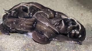 New Guinea Flatworms