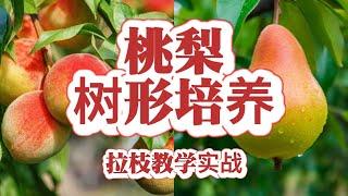 “桃树” “梨树” 夏季修剪拉枝，培养漂亮的桃树树型，梨树谨慎拉枝，修剪为主