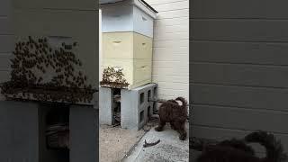 Cavoodle is exploring the beehive  / Don’tworry they ate ckever than us! #cavoodle #puppy